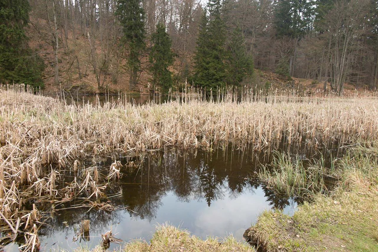 Frau-Holle-Teich mit Schilf und Fichtenwald im Vorfrühling