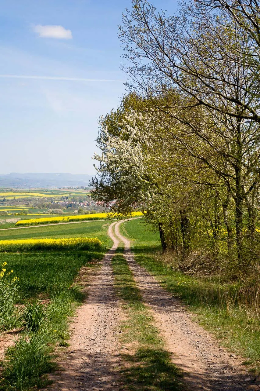 Feldweg zwischen blühenden Bäumen und Rapsfeldern, der in die Hügel führt